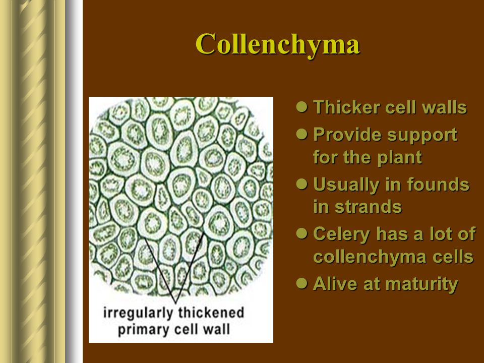 Collenchyma Thicker cell walls Provide support for the plant