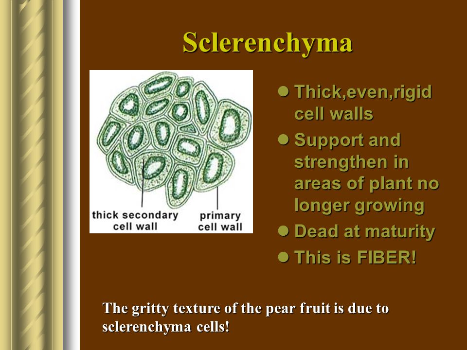 Sclerenchyma Thick,even,rigid cell walls