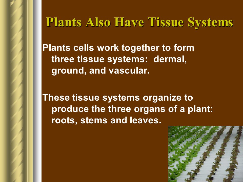 Plants Also Have Tissue Systems