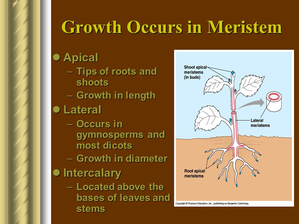 Growth Occurs in Meristem