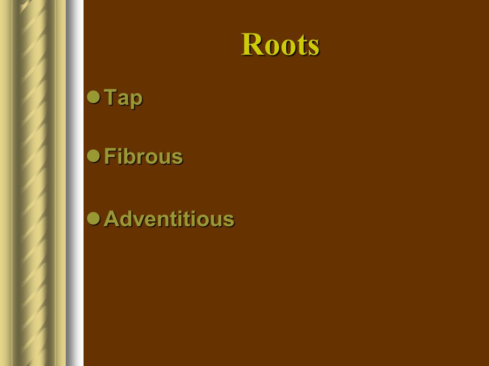 Roots Tap Fibrous Adventitious
