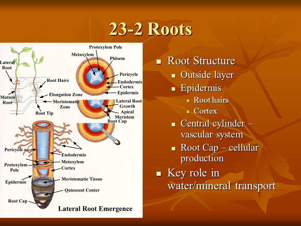 23-2 Roots Root Structure Key role in water/mineral transport