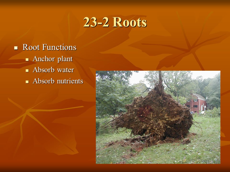 23-2 Roots Root Functions Anchor plant Absorb water Absorb nutrients