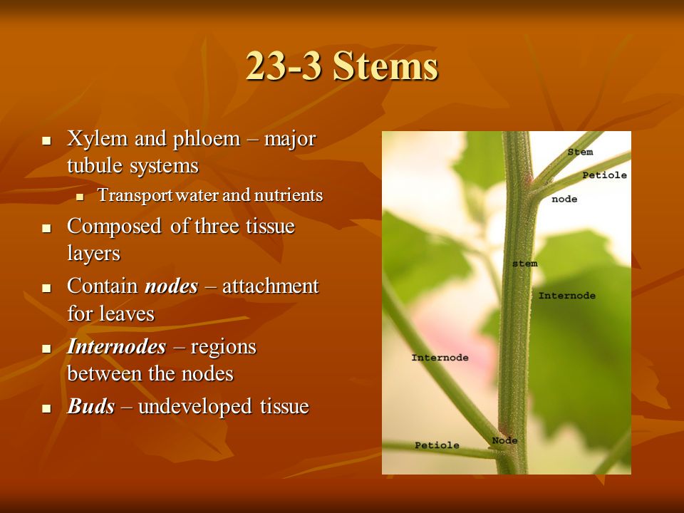 23-3 Stems Xylem and phloem – major tubule systems