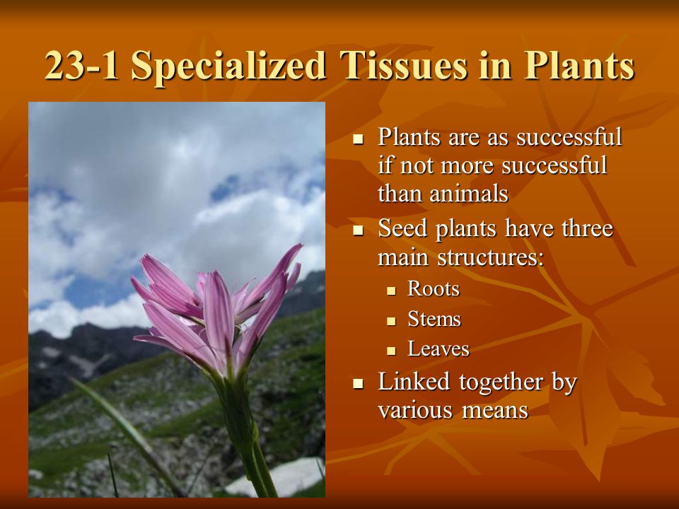 23-1 Specialized Tissues in Plants