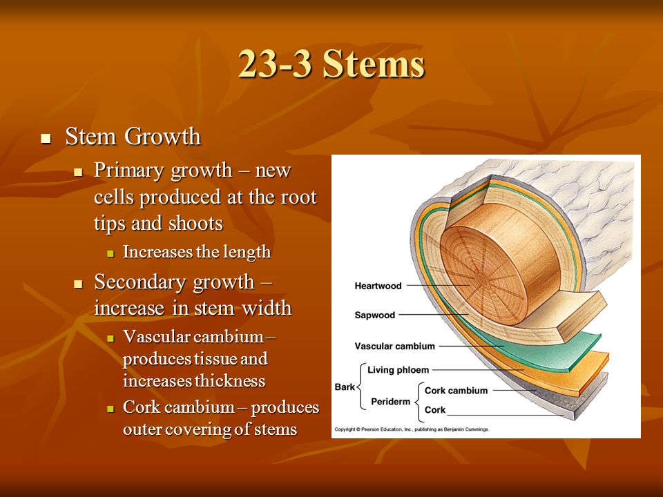 23-3 Stems Stem Growth. Primary growth – new cells produced at the root tips and shoots. Increases the length.