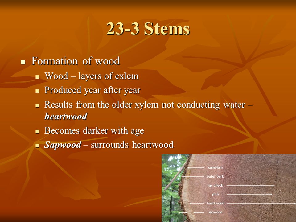 23-3 Stems Formation of wood Wood – layers of exlem