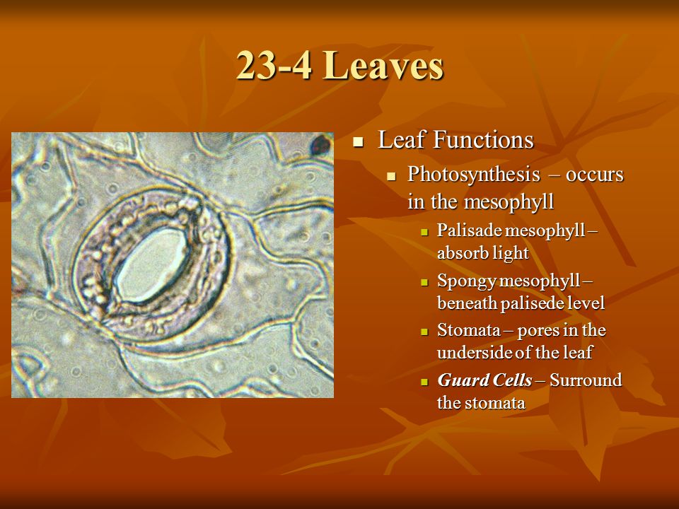23-4 Leaves Leaf Functions Photosynthesis – occurs in the mesophyll