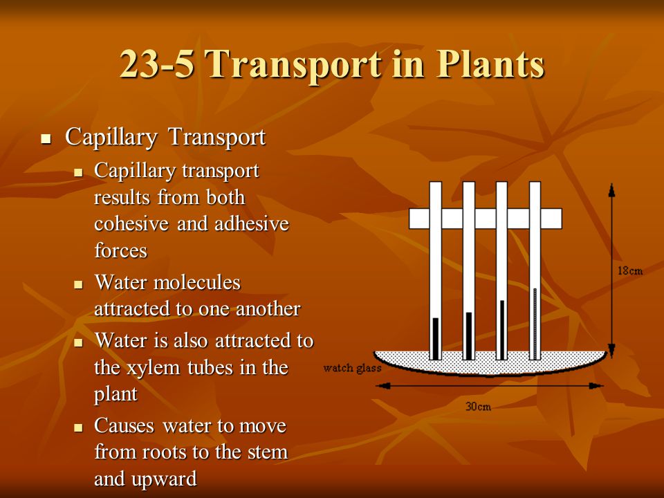 23-5 Transport in Plants Capillary Transport