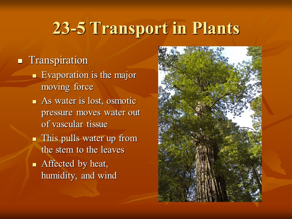 23-5 Transport in Plants Transpiration