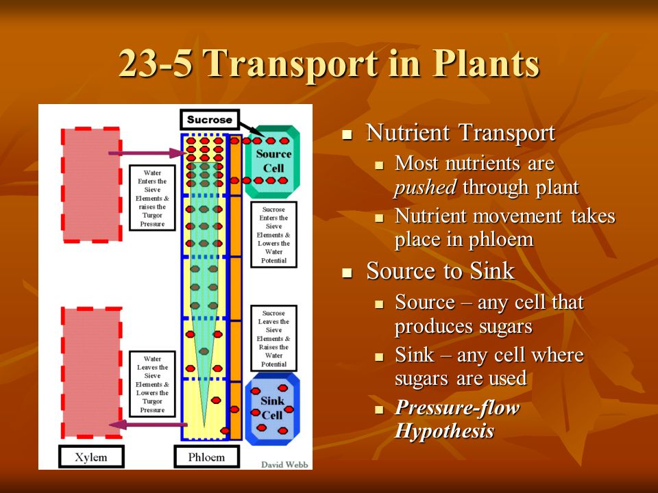 23-5 Transport in Plants Nutrient Transport Source to Sink