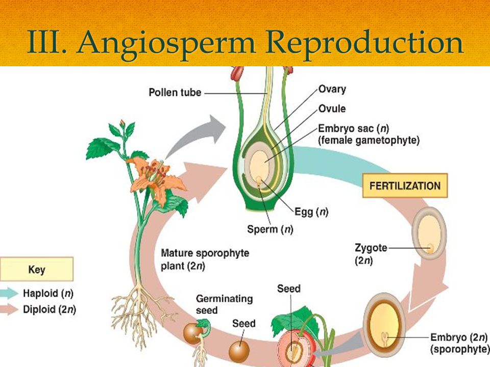 Chapter 7 Lesson 3 Seed Reproduction Ppt Video Online Download Chapter 7 Lesson 3 Seed Reproduction Ppt Video Online Download