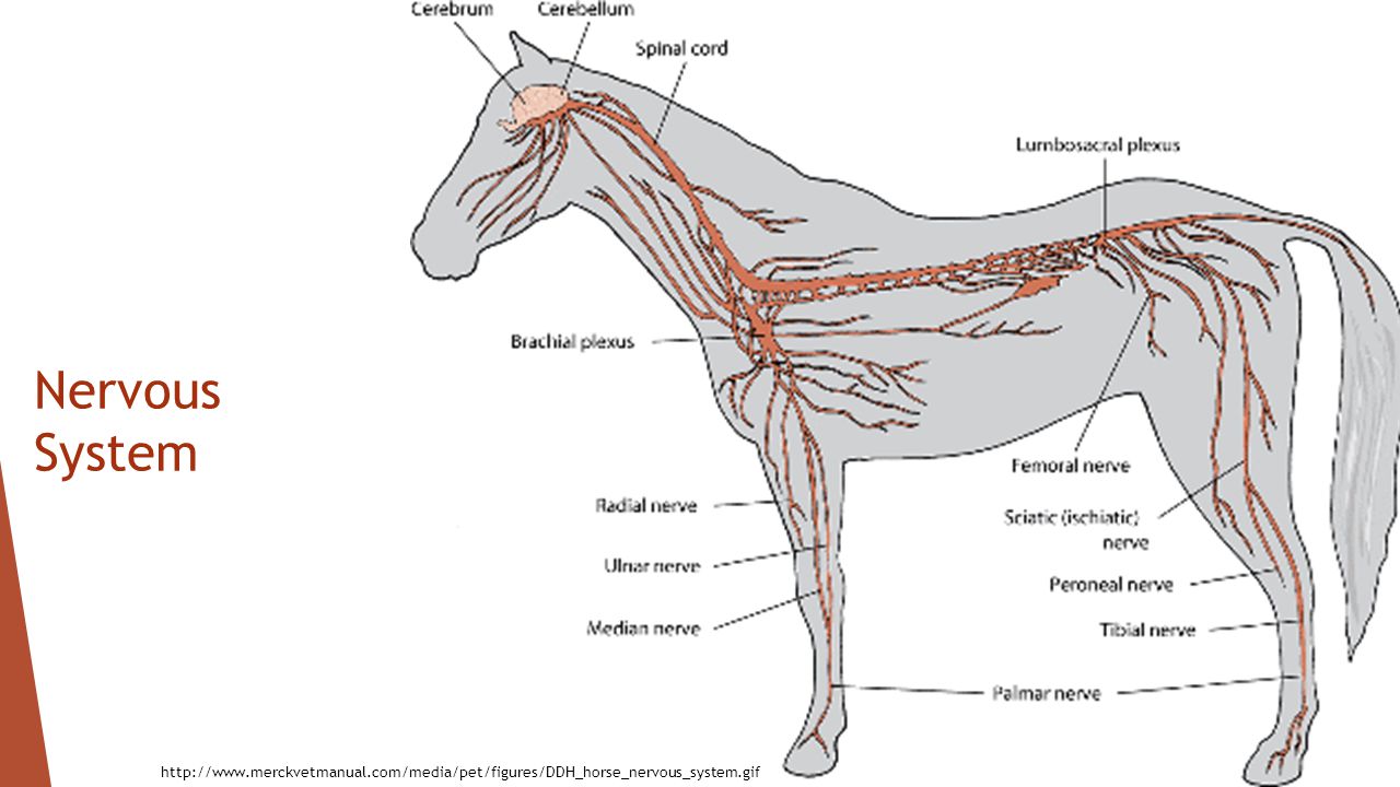 System animal. Спинномозговые нервы анатомия животных. Нервная система лошади анатомия. Кровеносная система лошади анатомия. Нервная система КРС анатомия.