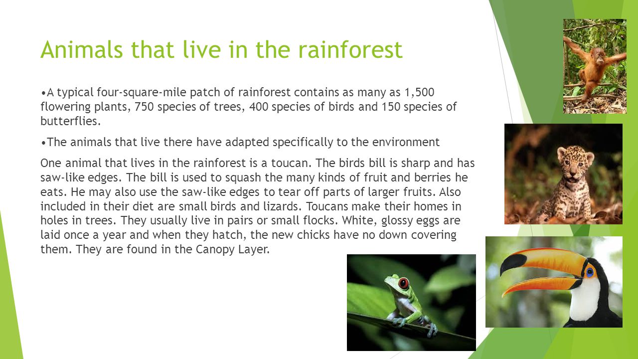 Rainforest Facts. - ppt video online download
