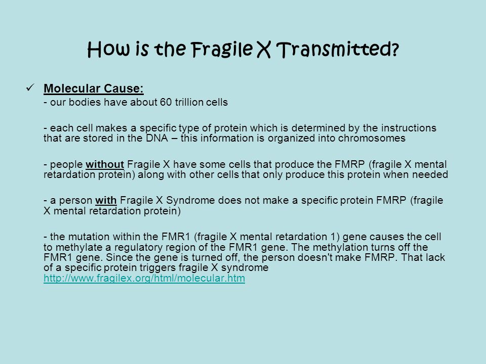 How is the Fragile X Transmitted
