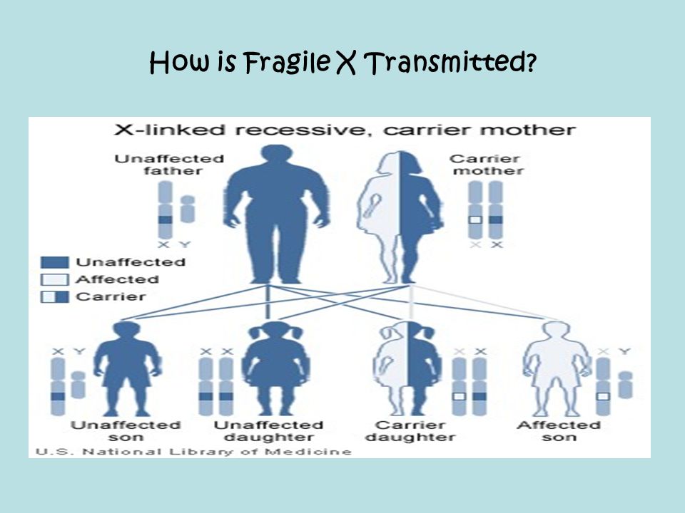How is Fragile X Transmitted
