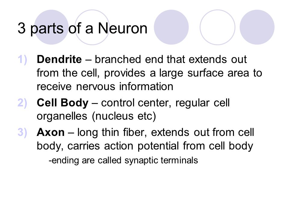 3 parts of a nerve cell