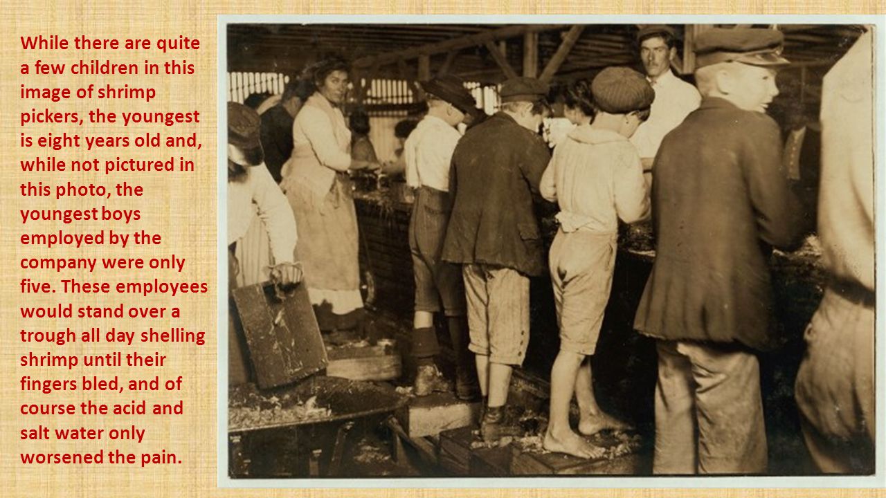 While there are quite a few children in this image of shrimp pickers, the youngest is eight years old and, while not pictured in this photo, the youngest boys employed by the company were only five.