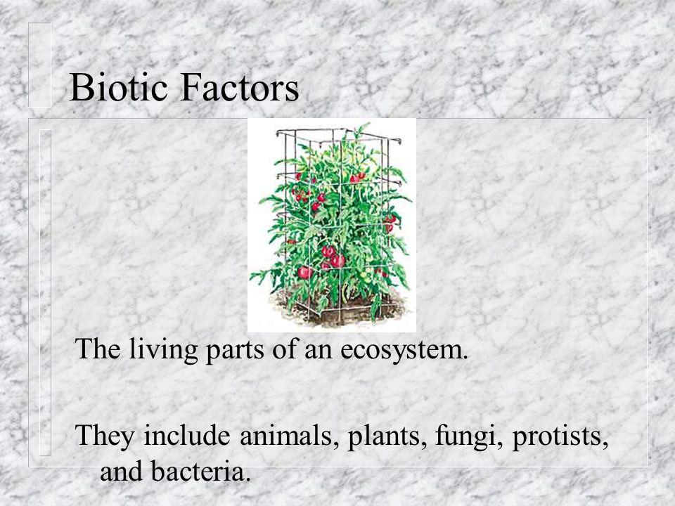 Biotic Factors The living parts of an ecosystem.