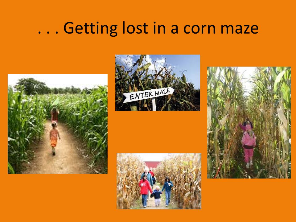 . . . Getting lost in a corn maze
