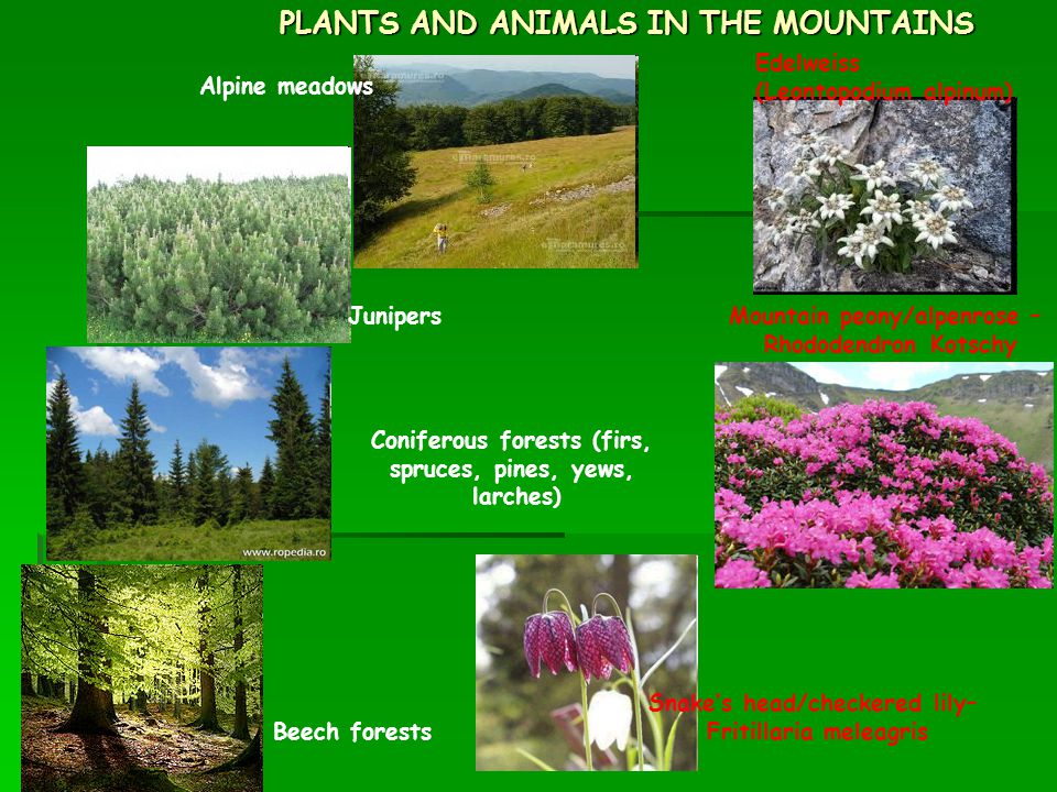 TYPICAL PLANTS AND ANIMALS IN ROMANIA - ppt video online download