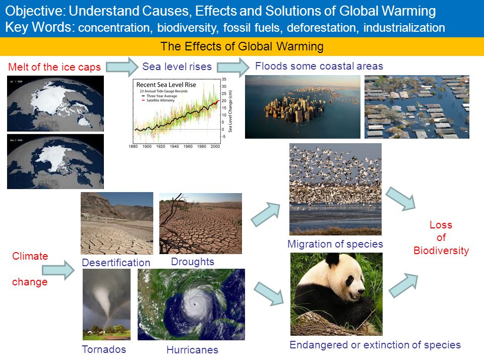 The Effects of Global Warming