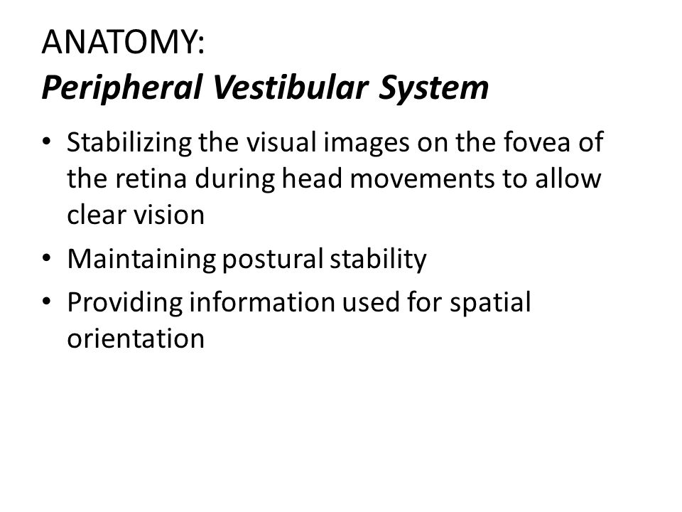 ANATOMY: Peripheral Vestibular System