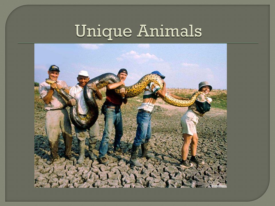 Unique Animals