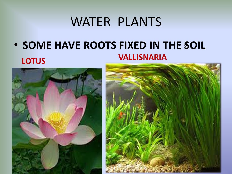 Living Organisms And Their Surroundings Ppt Video Online Download