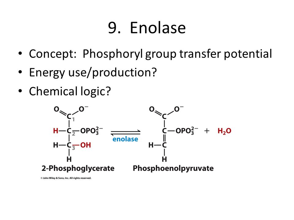9. Enolase Concept: Phosphoryl group transfer potential