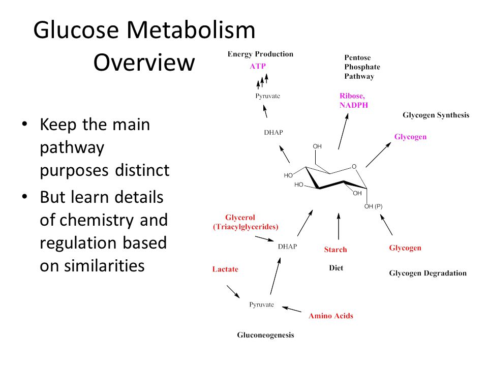 Glucose Metabolism Overview