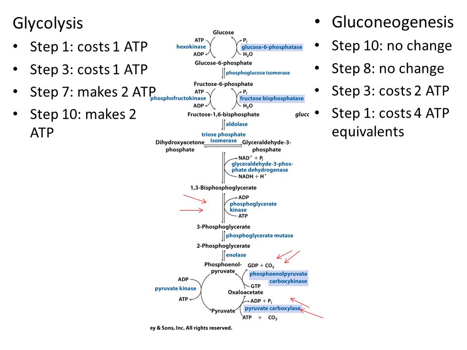 Glycolysis Gluconeogenesis Step 1: costs 1 ATP Step 10: no change