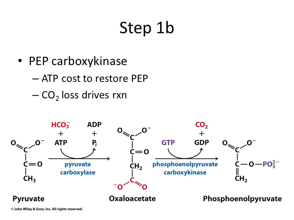 Step 1b PEP carboxykinase ATP cost to restore PEP CO2 loss drives rxn