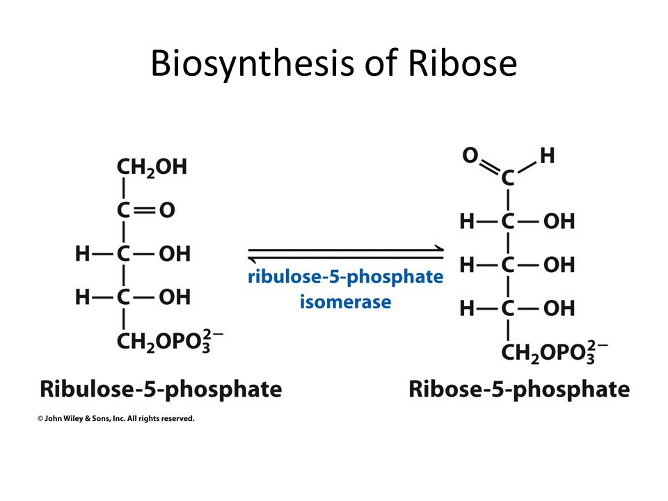 Biosynthesis of Ribose