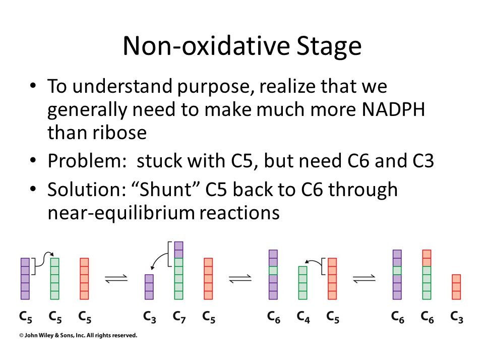 Non-oxidative Stage To understand purpose, realize that we generally need to make much more NADPH than ribose.