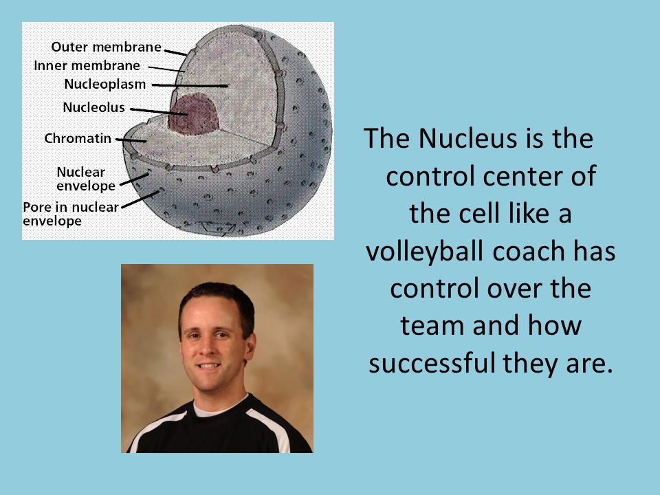 Cell Volleyball Team Kendall Jones D Dyer Ppt Video Online Download