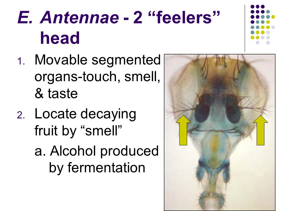 Antennae - 2 feelers head