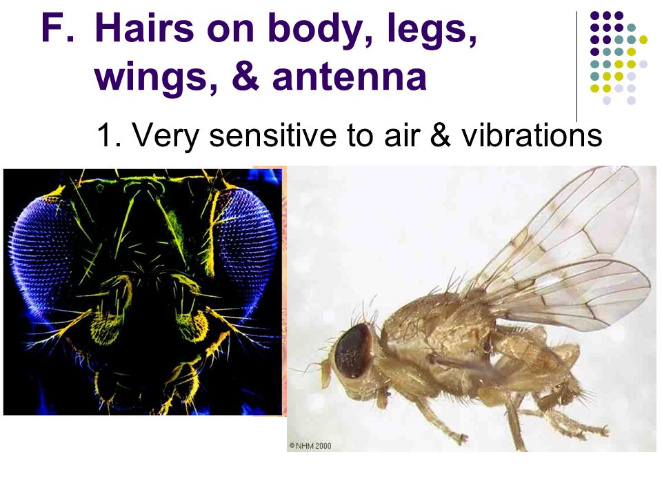 Hairs on body, legs, wings, & antenna