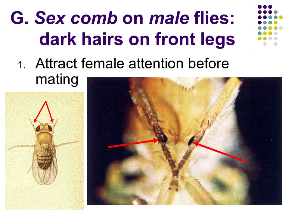 G. Sex comb on male flies: dark hairs on front legs