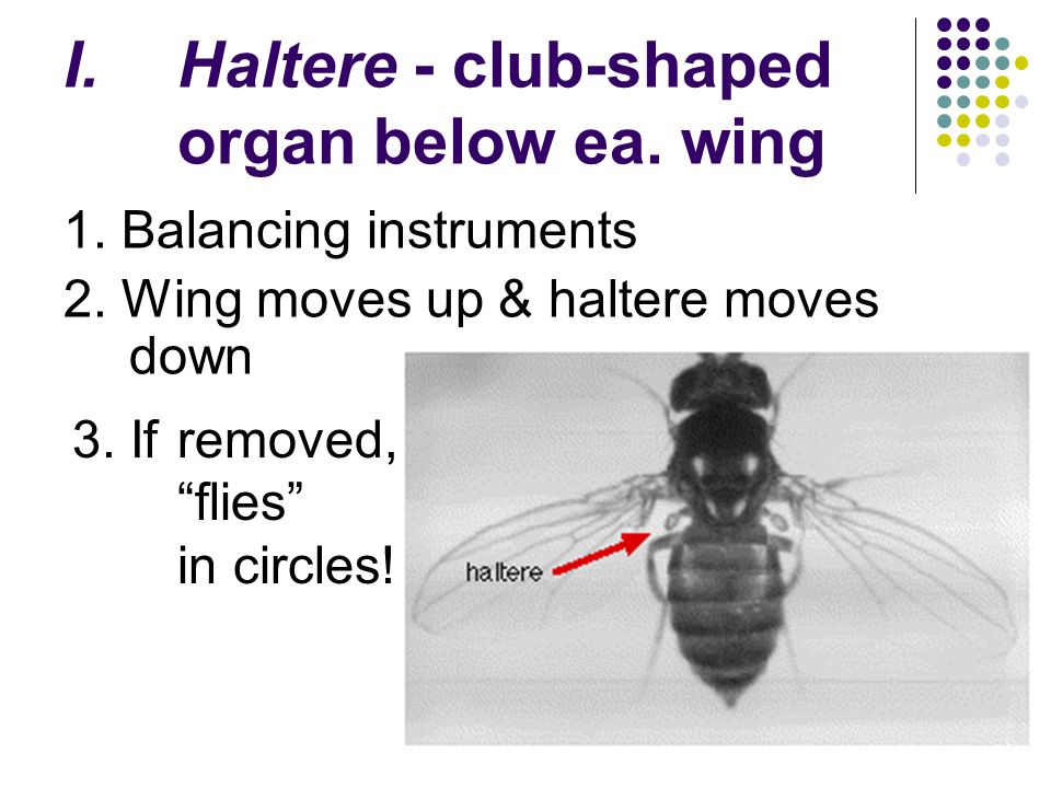 Haltere - club-shaped organ below ea. wing