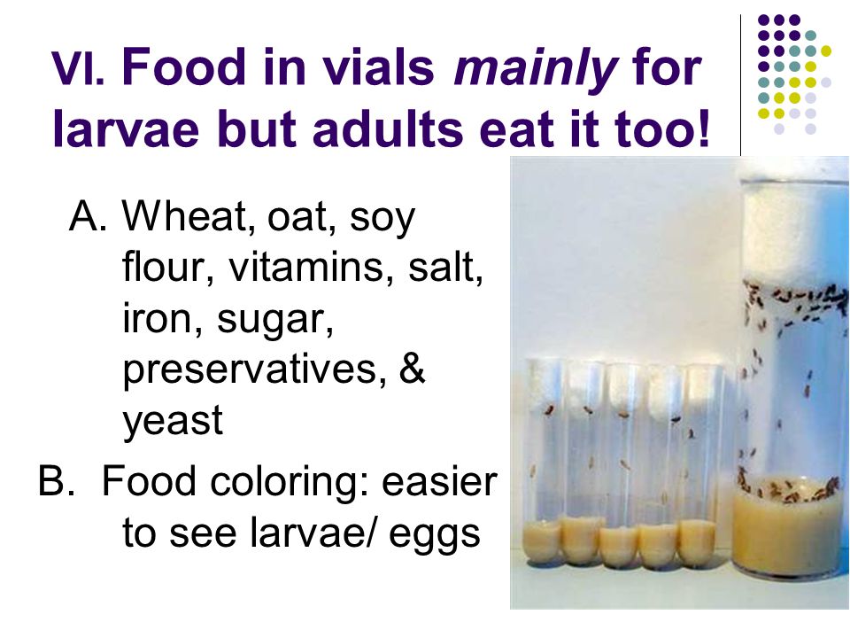 VI. Food in vials mainly for larvae but adults eat it too!