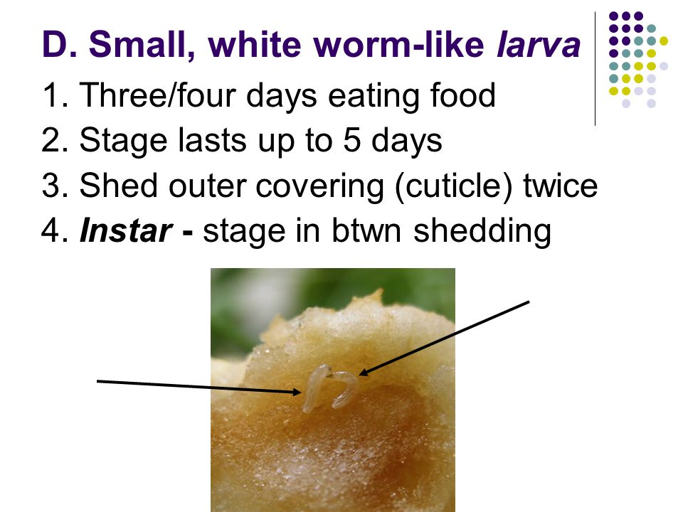 D. Small, white worm-like larva