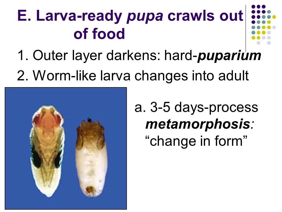 E. Larva-ready pupa crawls out of food