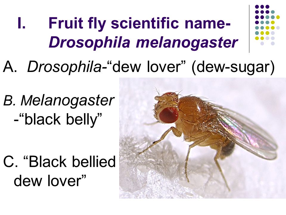 Fruit fly scientific name-Drosophila melanogaster