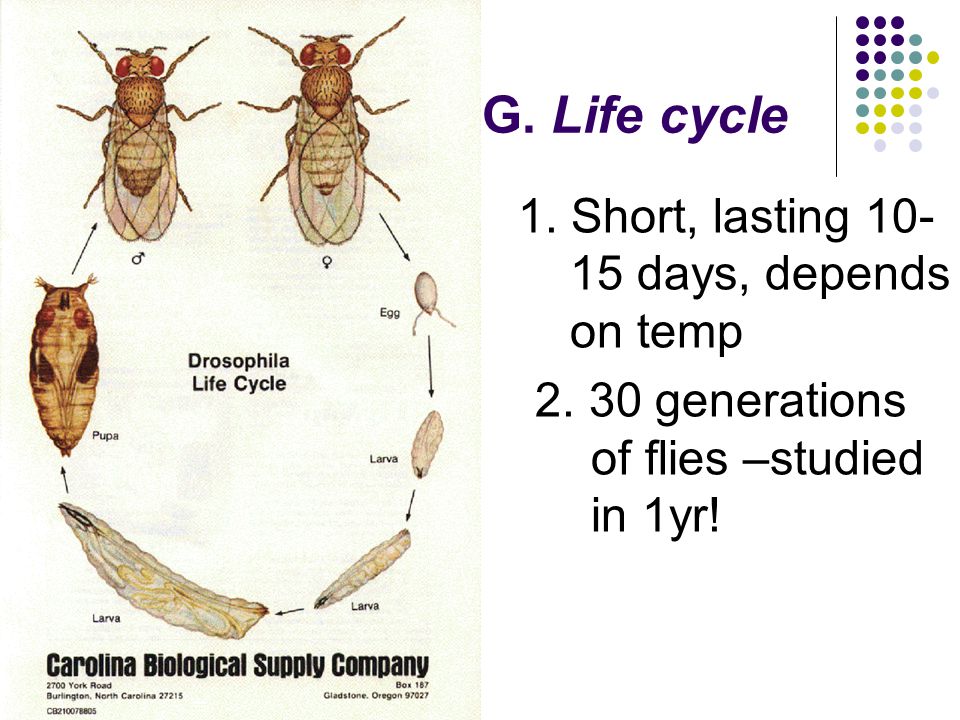 G. Life cycle 1. Short, lasting days, depends on temp