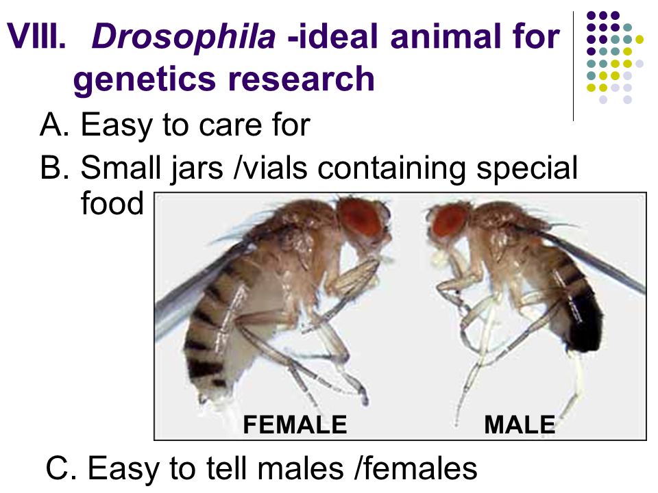 VIII. Drosophila -ideal animal for genetics research