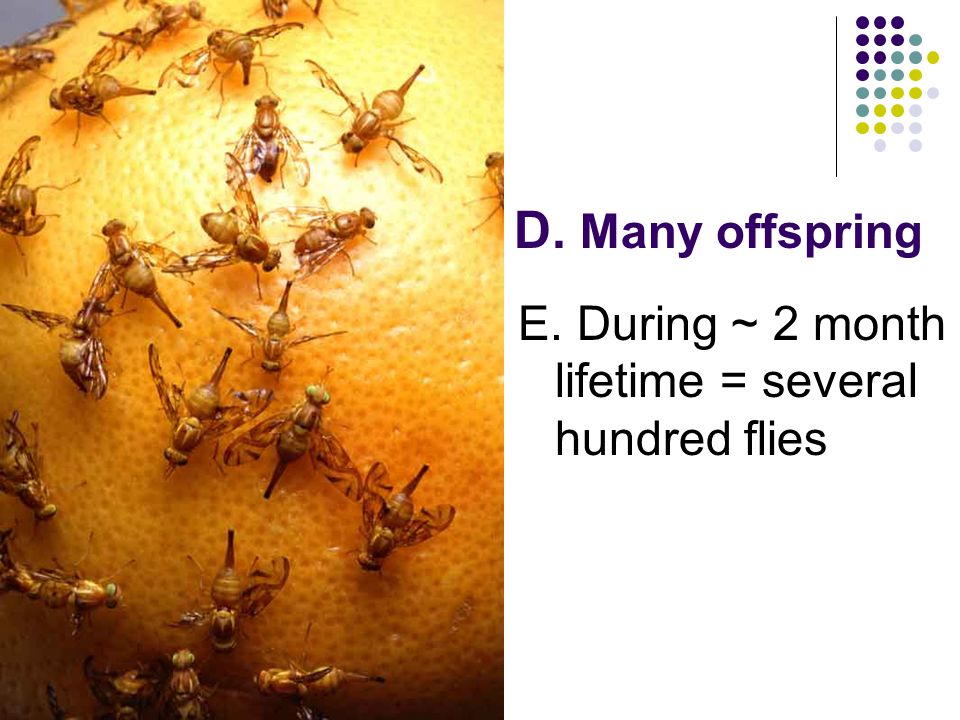 D. Many offspring E. During ~ 2 month lifetime = several hundred flies