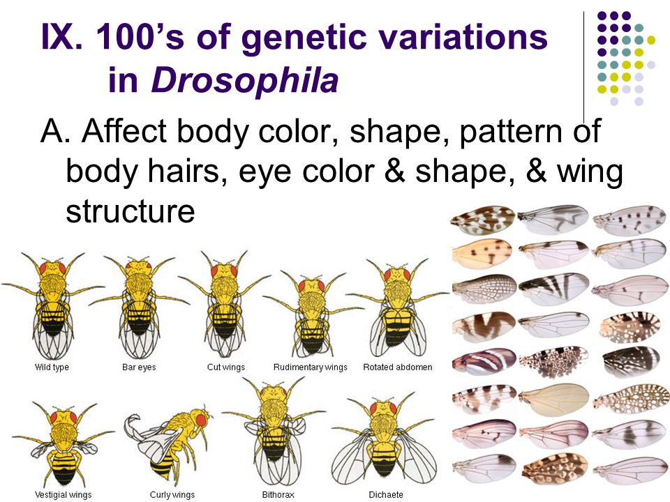 IX. 100’s of genetic variations in Drosophila
