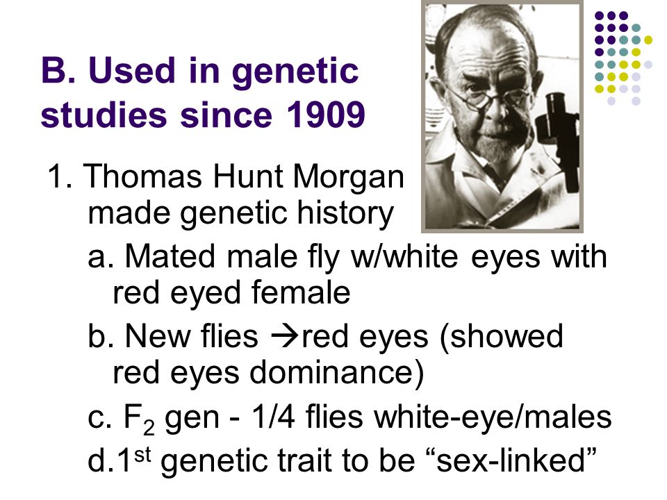 B. Used in genetic studies since 1909