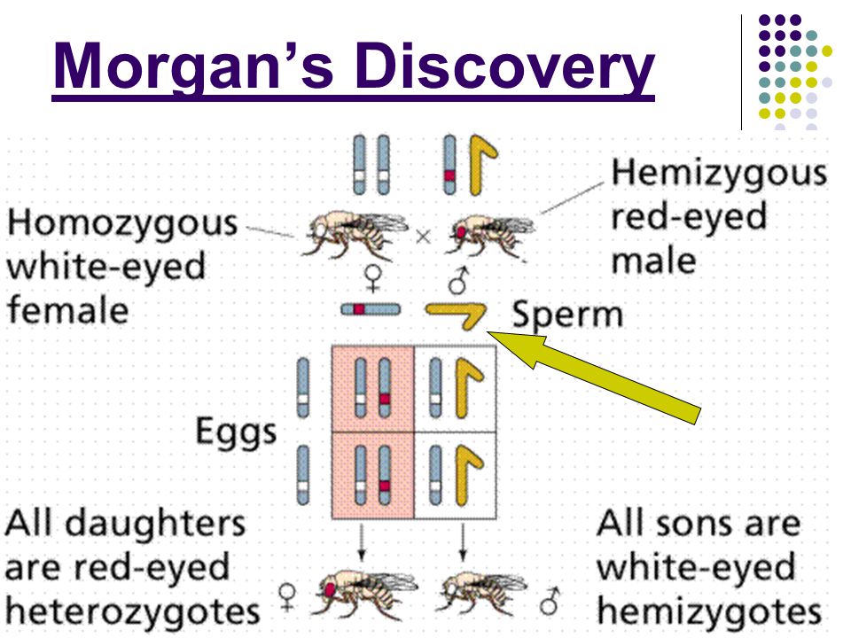 Morgan’s Discovery